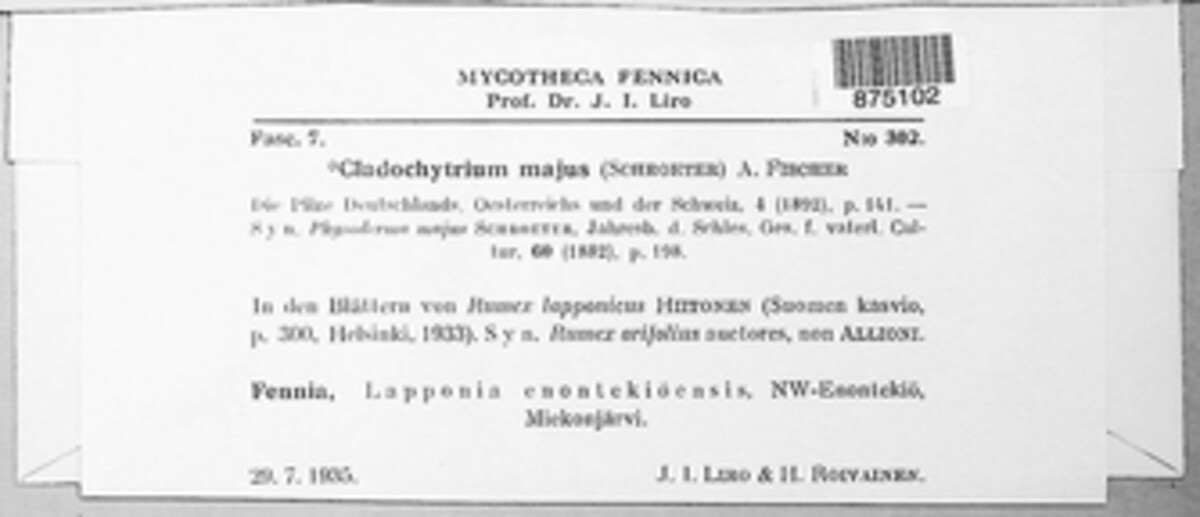 Physoderma majus image